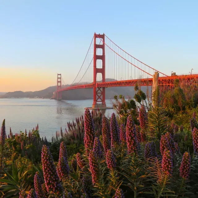 Golden Gate Bridgeが前景に大きな花とともに描かれています。